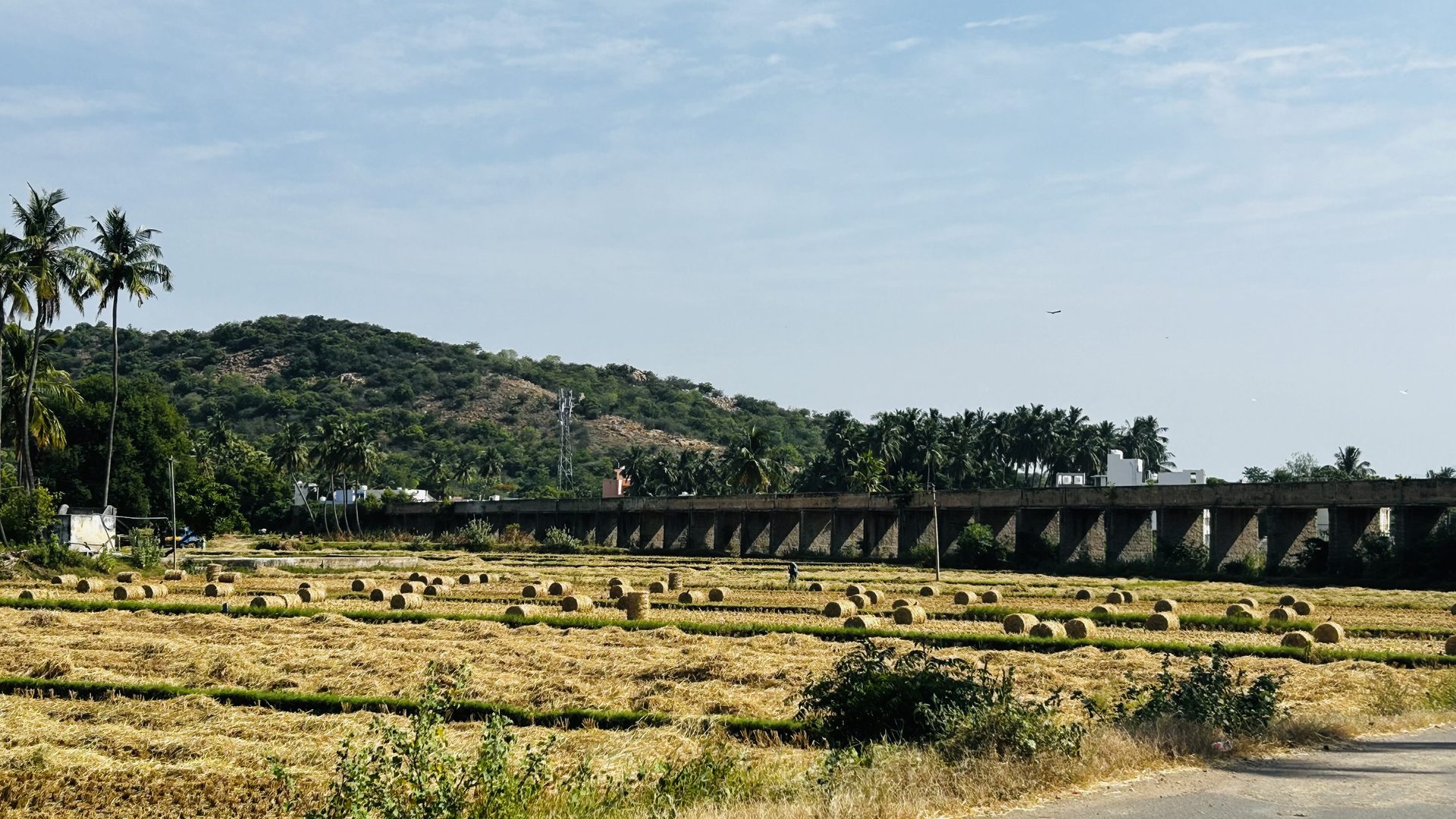 Harvested fields beside a check dam in South India