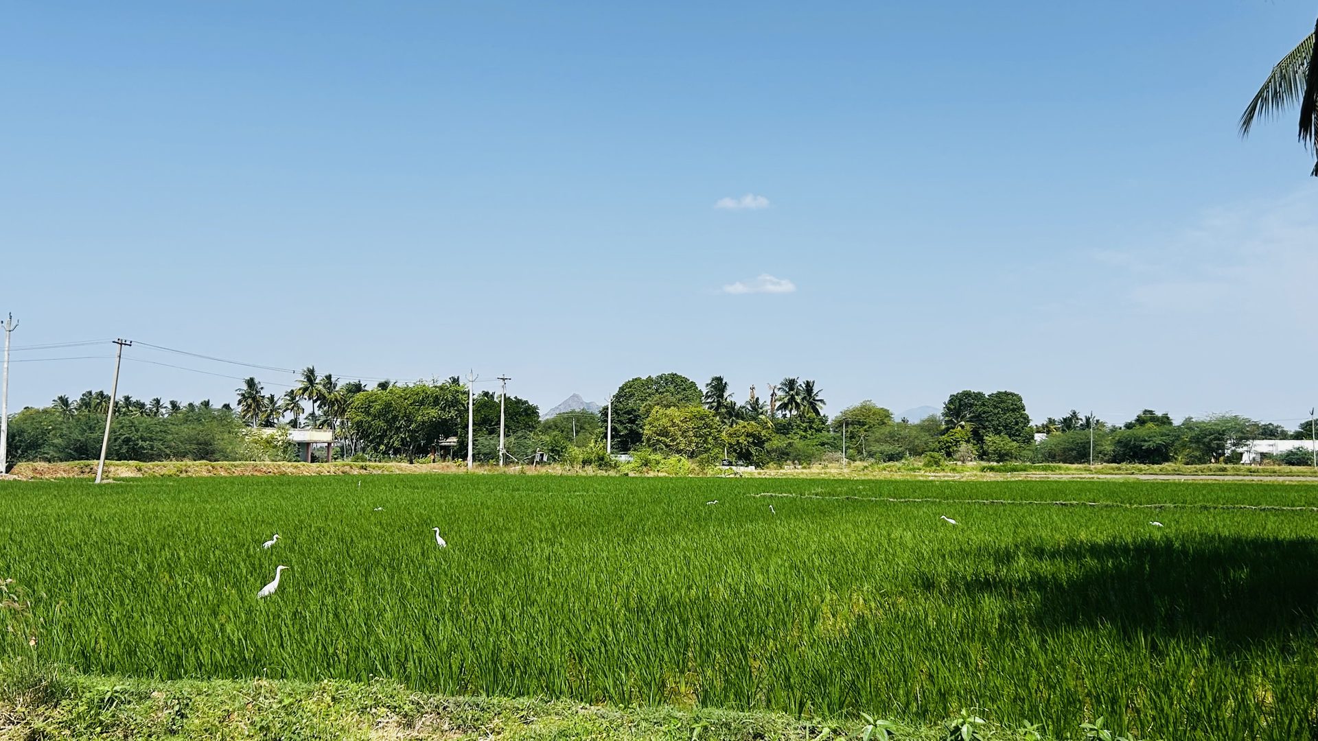 Green paddy field with egrets in South India
