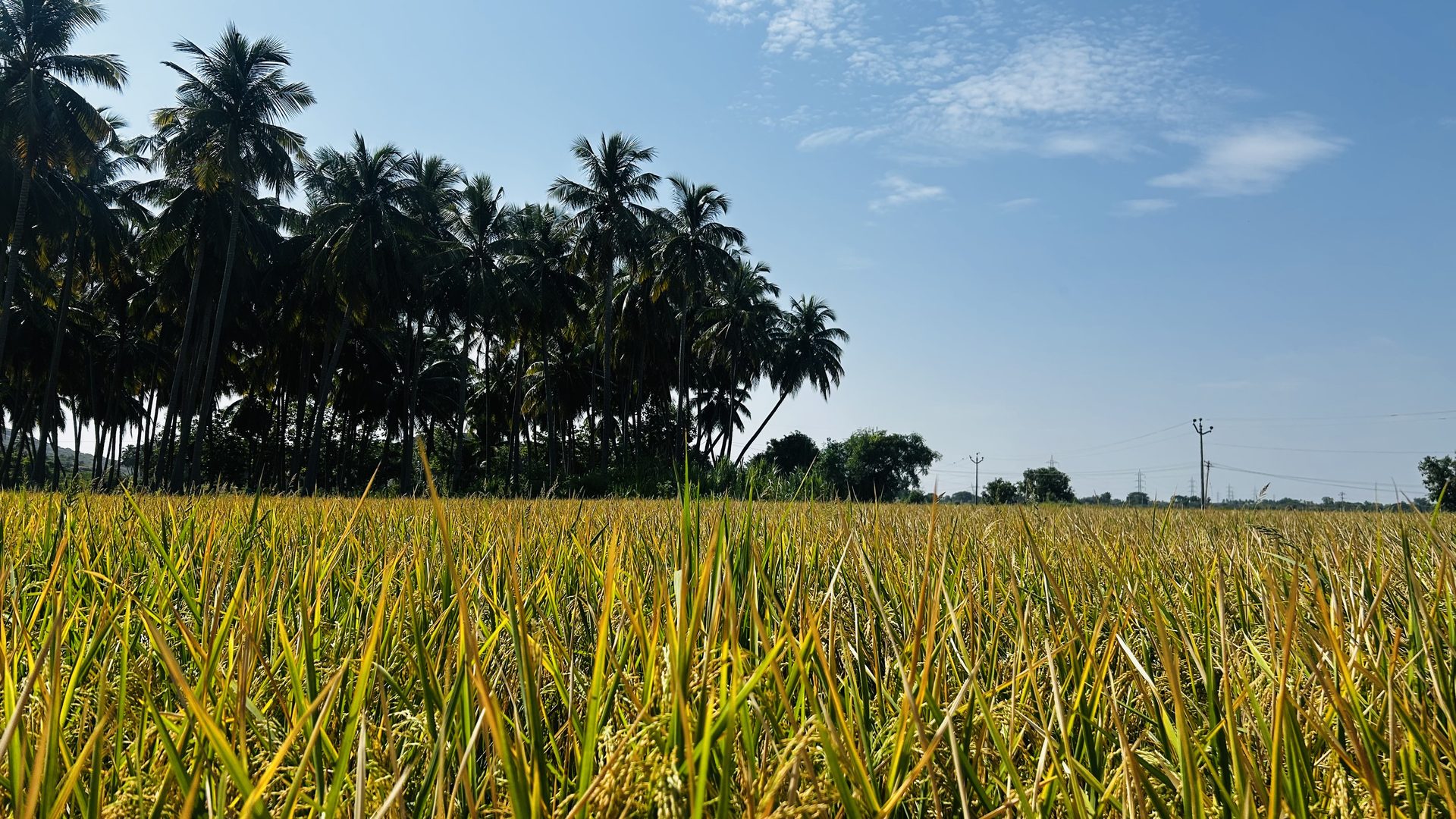 Harvested paddy field with coconut palms in Tamil Nadu